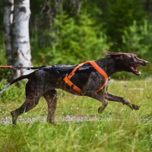 Bästa Dragsele hund → Bäst i test (Augusti 2026)